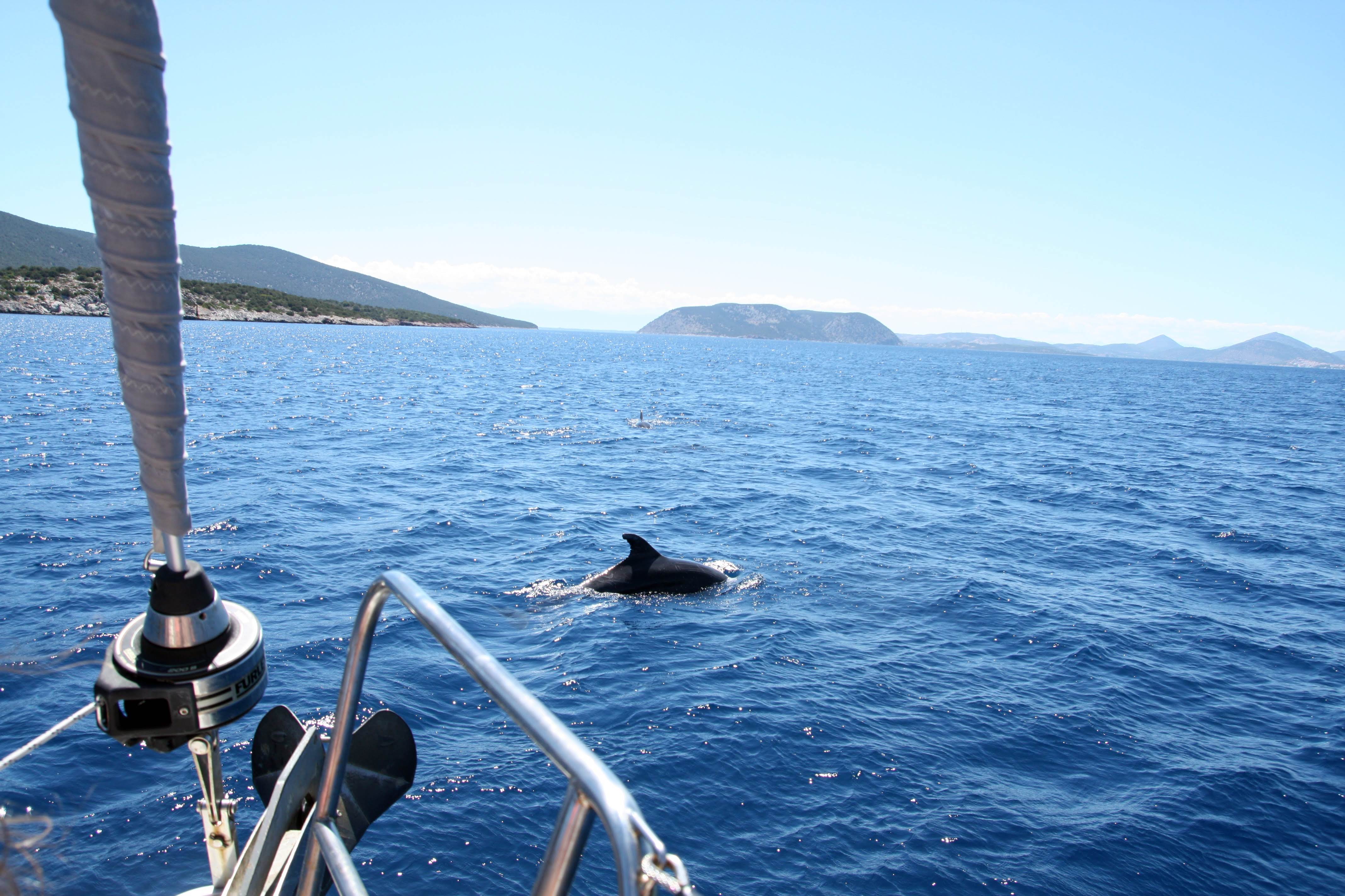 delfin w grecji, delfiny, jacht, żeglowanie w Grecji