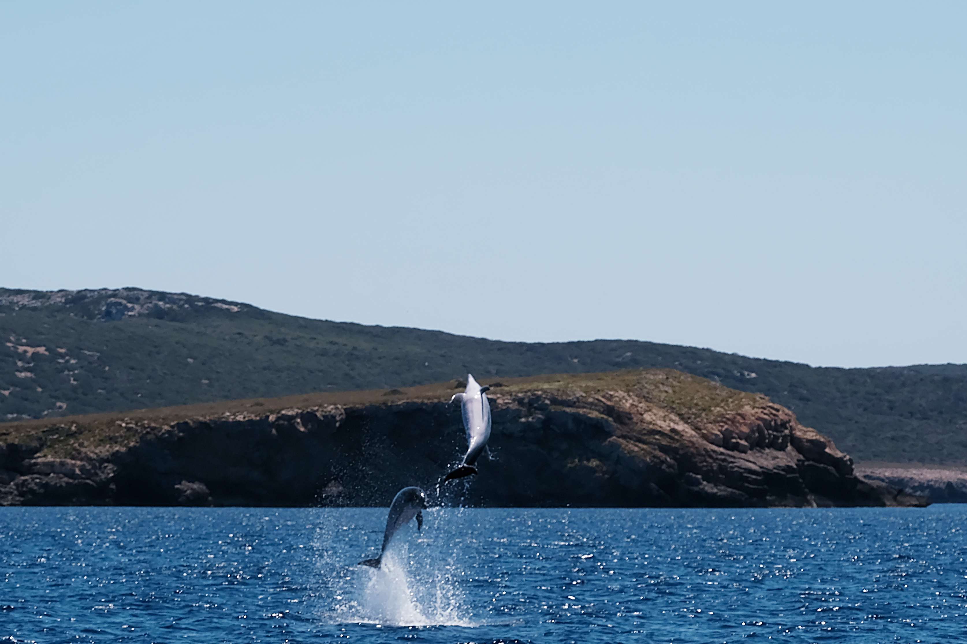 Delfiny na Majorce