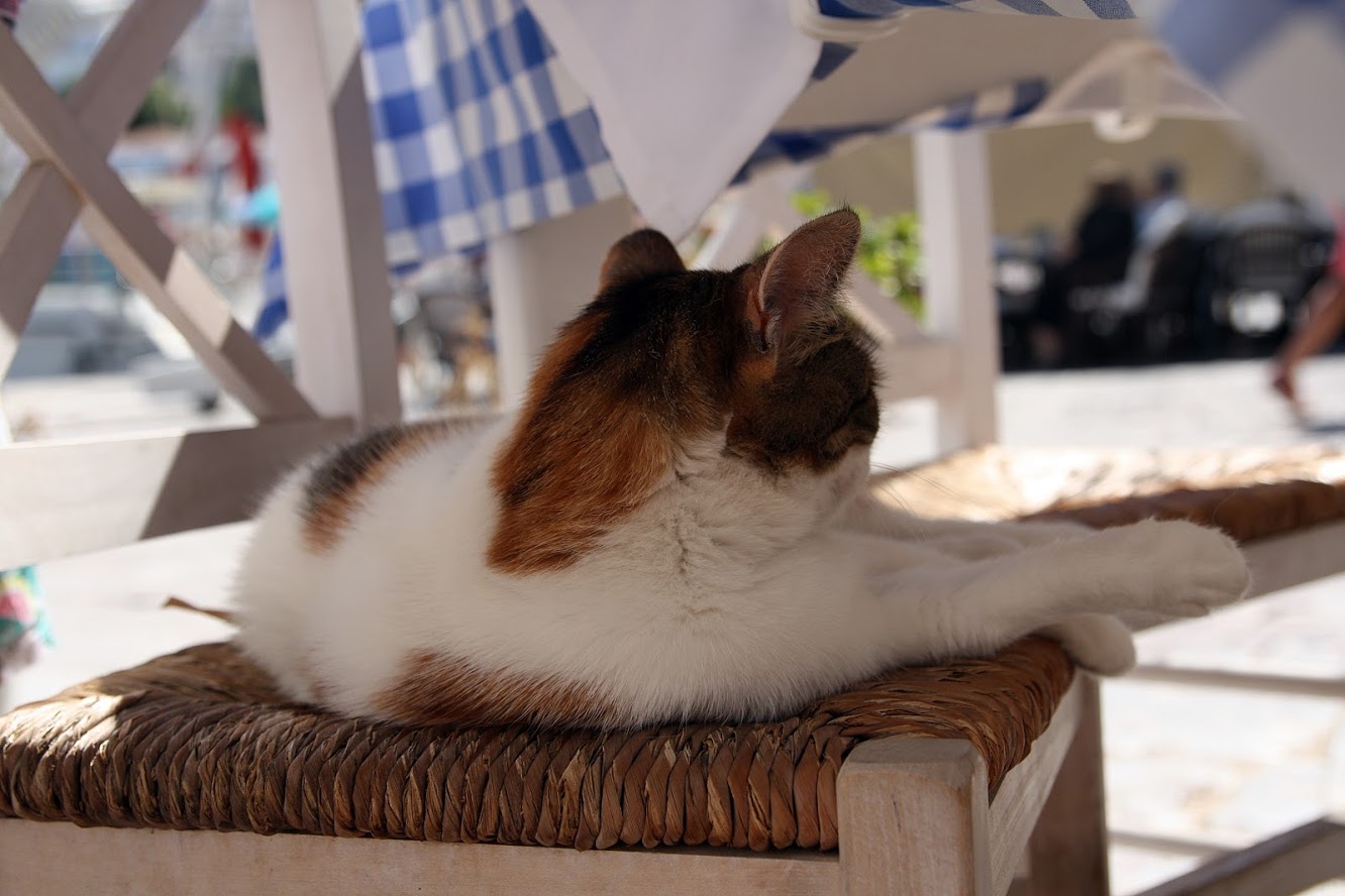 koty w Grecji