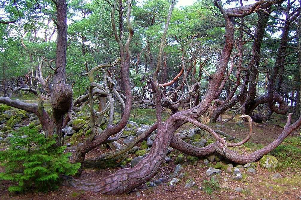 Trollskogen, Olandia