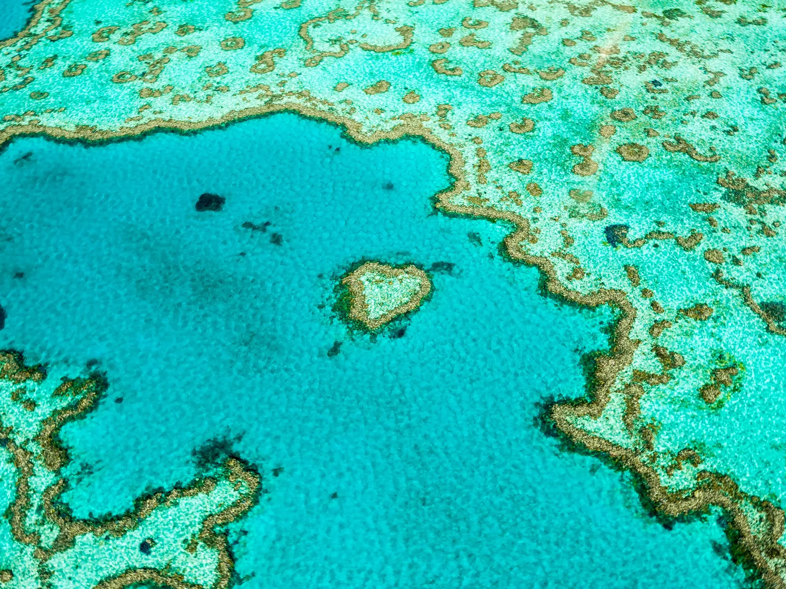 Heart Reef na Wielkiej Rafie Koralowej w Australii